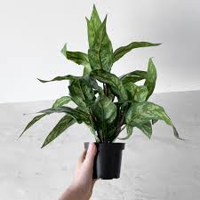Mr Plant - At Home Interiør
